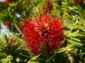 Bottlebrush 1